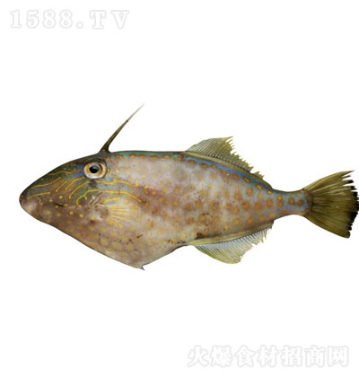 東山海尚單角革鲀 水產(chǎn)海鮮 冷凍食品 新鮮健康